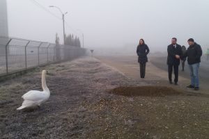 Lebădă rătăcita la Hemeiuş