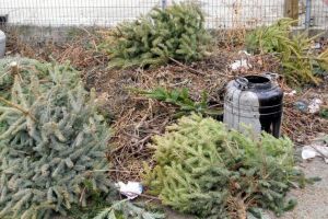 Se colectează brazii de Crăciun. Anunţul Primăriei Satu Mare