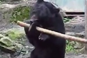 Moş Martin karatistul. Un URS de la ZOO ştie KUNG FU (VIDEO VIRAL)