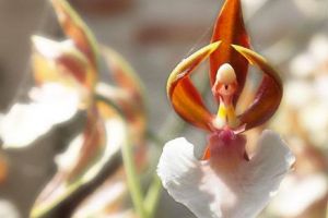 Care sunt plantele considerate „VAMPIRI ENERGETICI” pe care le ţinem în casă