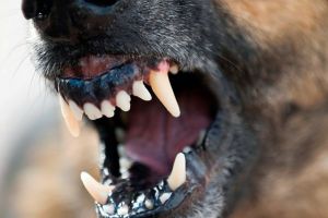 Bătrân sfâşiat de câini, în curtea unui azil din Vâlcea. Primarul strânge bani de puşcă