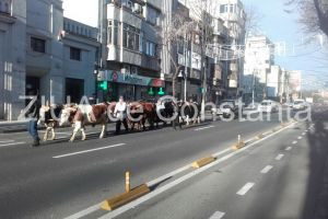 Fotoreportaj: Aparitie neobisnuita azi dimineata, pe bulevadul Tomis. O cireada se indreapta spre Arhiepiscopie