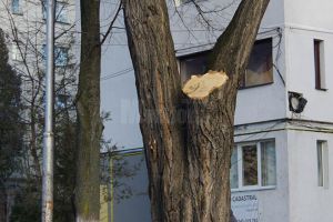 Piedici la îndepărtarea arborilor sau a crengilor cu risc de prăbuşire din Suceava