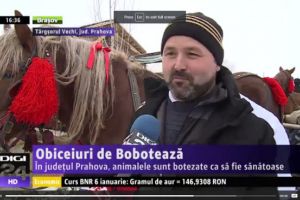 Obiceiuri de Bobotează. În judeţul Prahova animalele sunt botezate ca să fie sănătoase