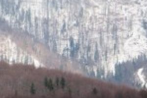 Pădurile din Caraş-Severin, protejate de noua politică Romsilva?