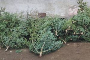 Afla cand vin cei de la Retim sa stranga brazii de Craciun 