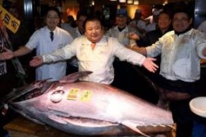 Japonia: Un ton urias, vandut la licitatie pentru 36 milioane de yeni