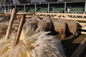 Peste 600.000 de lei ar urma să primească oierii din judeţ pentru lâna Ţurcanelor