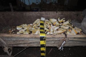 Trei bărbaţi din comuna Unirea, cercetaţi de poliţişti. Sunt bănuiţi de comiterea de furturi de produse agricole, de pe câmp