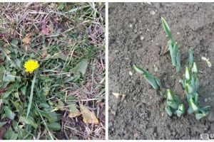 FOTO: Ghiocei şi păpădii la Alba Iulia. Temperaturile sunt primăvăratice, iar vestitorii primăverii au răsărit deja