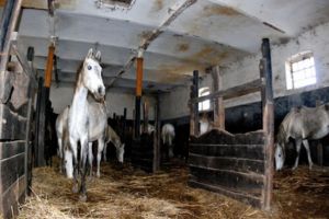 Fetiţă de doi ani lovită de un cal. Este în comă