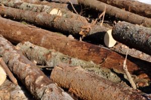 În 2017, masa lemnoasă s-a scumpit atât de mult, încât a devenit mai ieftină cea din import