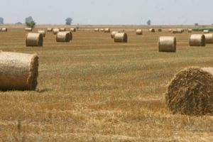 România a exportat o cantitate mai mică de cereale, în 2017