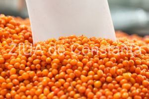 Mugurii de catina sub forma de tinctura au efect aphrodisiac