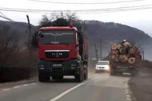 Pădurile sunt tăiate în draci. Dar tot nu e suficient!