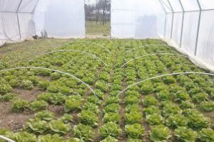 Culturi profitabile în acest an