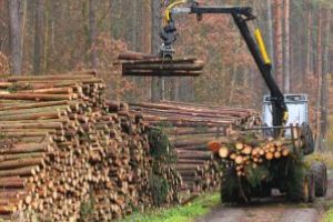 România, în premieră istorică, importator net de lemn. În 2017, masa lemnoasă s-a scumpit atât de mult, încât a devenit mai ieftină cea din import