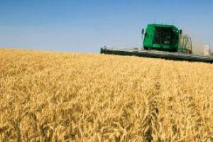 Romania a exportat aproape 8 milioane de tone de cereale, in primele noua luni din 2017