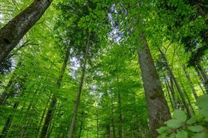 Noul ministru al Apelor şi Pădurilor, tot din Bistriţa-Năsăud? Cine este favorit