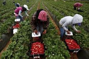 150 LOCURI DE MUNCĂ ÎN DOMENIUL AGRICOL (RECOLTARE,  AMBALARE FRUCTE) ÎN SPANIA PRIN INTERMEDIUL REŢELEI EURES