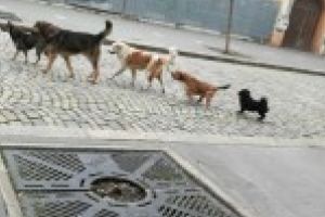 GALERIE FOTO / VIDEO: Dragomir: “Municipiul Braila nu se va transforma in mandatul meu in adapost pentru caini” / Imaginile suprinse prin oras il contrazic pe primar