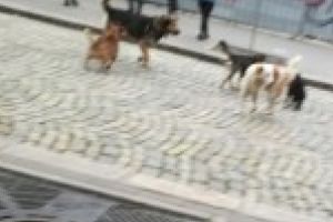 GALERIE FOTO / VIDEO: Dragomir: “Municipiul Braila nu se va transforma in mandatul meu in adapost pentru caini” / Imaginile suprinse prin oras il contrazic pe primar