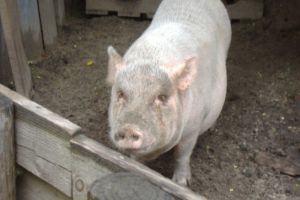 DSV Prahova: 16 cazuri de trichineloza, in Prahova. Vezi in ce localitati