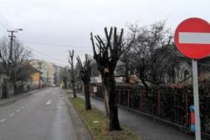 Baia Mare: In lipsa deszapezirii, continua macelul arborilor. Bani sa iasa!