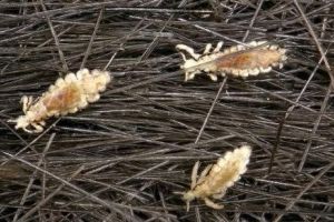 Tratament pentru păduchi