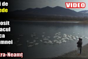 Zeci de lebede au poposit pe Lacul Bâtca Doamnei din Piatra-Neamţ