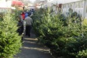 Brazii de Crăciun, colectaţi sâmbătă de la platforme