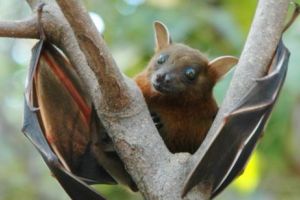 Semnul Apocalipsei? VULPILE ZBURĂTOARE au căzut din cer. Imaginile din Australia sunt la BREAKING NEWS