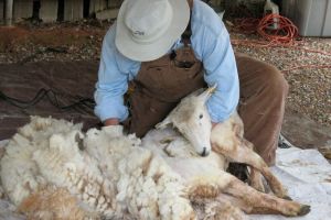 Centre de colectare şi de prelucrare a lânii în judeţul Bacău