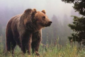 APM Covasna: Derogare pentru 15 urşi periculoşi; aproape zece au fost împuşcaţi