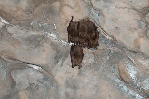 Ce s-a întâmplat cu liliecii din Peştera Izvorul Tăuşoarelor în această iarnă nefiresc de caldă
