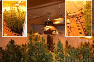 Traficantul ghinionist: Suspectat de contrabandă cu ţigări, un tânăr din Oradea a fost prins cu 33 kg de... cannabis