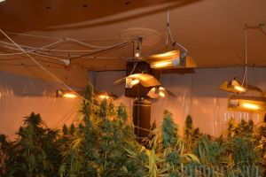 FOTO. Captură incredibilă! Prins cu peste 30 de kilograme de cannabis