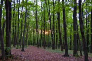 Modificare de lege pentru susţinerea composesoratelor