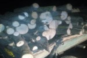 Doi barbati s-au ales cu dosare penale pentru cateva lemne de foc