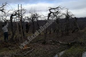 Dacă nu vine un îngheţ în primăvară, pomicultorii dâmboviţeni vor avea producţii foarte bune