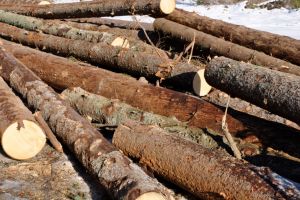 Material lemnos fără acte de provenienţă confiscat de la un bărbat din Scărişoara