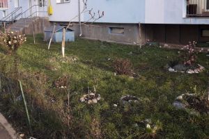 Când iarna e ca vara. Cum reacţionează natura la temperaturile extrem de ridicate (FOTO)