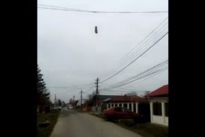 Căţeluş mort, spânzurat de cablurile de telefonie. Suspectul: un copil de 10 ani