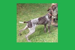 Câine de vânătoare, pierdut în zona Răzvad – Valea Voievozilor! Recompensă pentru găsirea lui