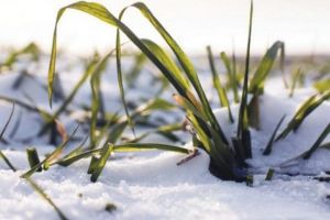 „Dacă vine un ger de -15 grade Celsius se duc dracului culturile…”