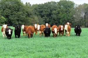 Amenajările pastorale, obligatorii din 2018