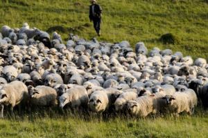 Care ar putea fi cuantumul ANT la ovine/caprine