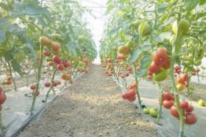 “Tomata” va continua