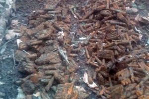 Sute de cartuşe de infanterie, descoperite în pădurea Mănăstirea Caşin