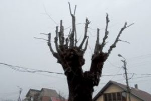 Primaria Baia Mare, anunt despre toaletarea arborilor din oras